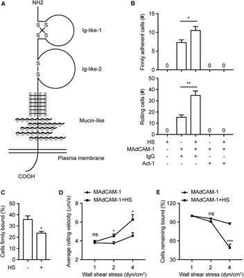 Mucin-Like Domain of Mucosal Addressin Cell Adhesion Molecule-1 Facilitates Integrin α4β7-Mediated Cell Adhesion Through Electrostatic Repulsion